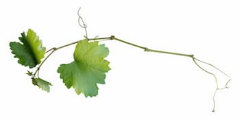HOJA PARRA BODEGAS CANO ALMANSA ALBACETE VINOS ENOTURISMO